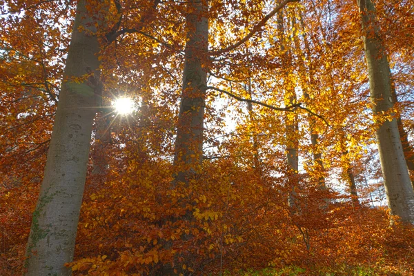 Illuminated golden autumn forest — Stock Photo, Image