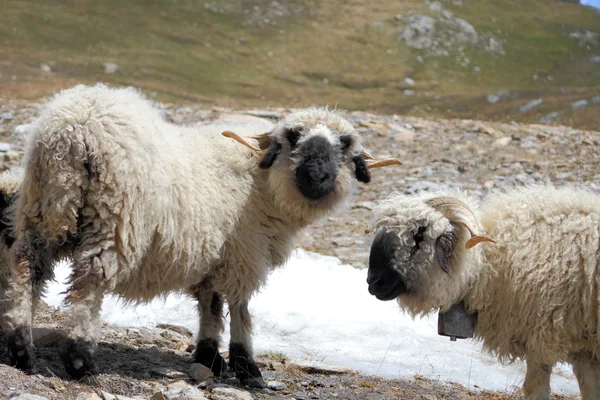 Рогатая черноносая овца — стоковое фото