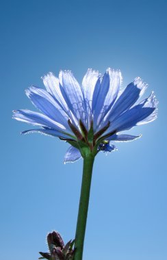 Flower of chicory ordinary. Dark blue flower. clipart