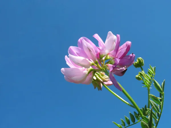 Floare roz împotriva cerului . — Fotografie, imagine de stoc