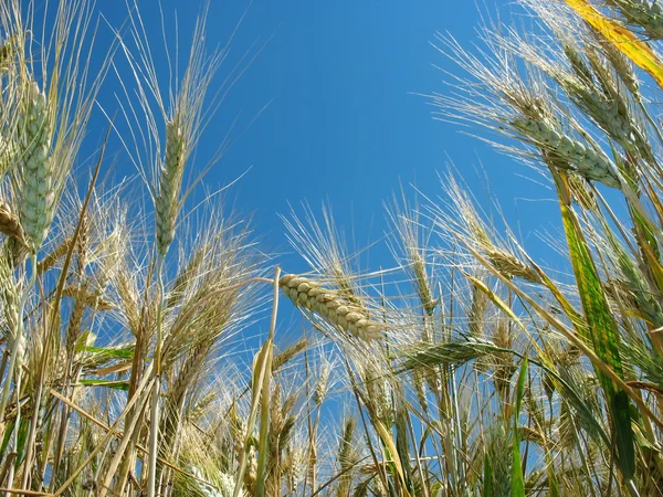 Orecchie di grano. Vista dal basso. Cereali . — Foto Stock