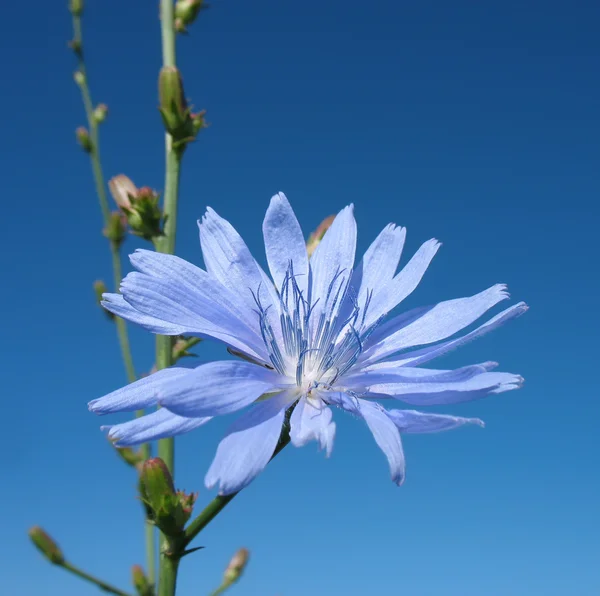 Flower of chicory ordinary. Against blue sky. — Stock Photo, Image