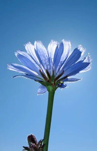 Flower of chicory ordinary. Dark blue flower. — Stock Photo, Image