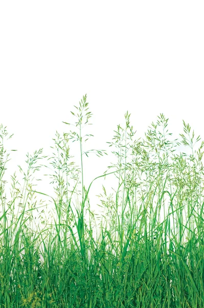 Абстрактная трава на лугу — стоковое фото