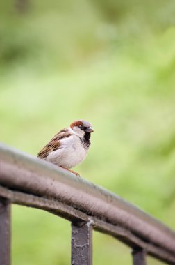 Serçe kuşu (Passer domesticus) üzerinde köprü demiryolu portre