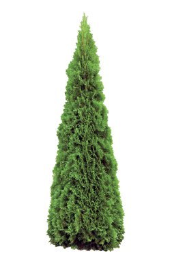 Thuja occidentalis 'Smaragd', Isolated, Evergreen American Arborvitae Occidental Smaragd Wintergreen, Large Detailed Closeup clipart
