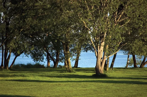 Tidig morgon träd nära flodbank i sommar — Stockfoto