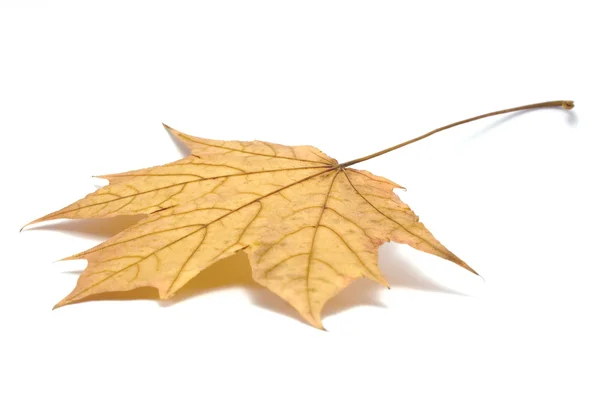 Soluk altın akçaağaç yaprağı, izole makro closeup düşmüş — Stok fotoğraf