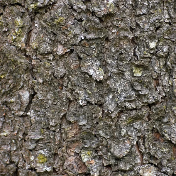 Макрофон текстуры коры груши — стоковое фото