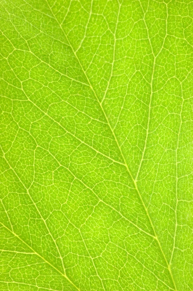 Zielony liść makro tło tekstura zbliżenie — Zdjęcie stockowe