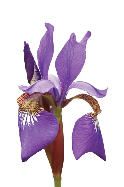 Lila sibirische Schwertlilie (iris sibirica l.) Makro-Nahaufnahme isoliert — Stockfoto