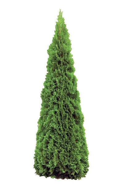 Thuja occidentalis "Smaragd", izolowane, Evergreen American Arborvitae Occidental Smaragd Wintergreen, duże szczegółowe zbliżenie — Zdjęcie stockowe