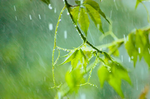 Αναρριχητικό φυτό της Βιρτζίνια στην βροχή, απαλό bokeh, μεγάλο closeup — Φωτογραφία Αρχείου