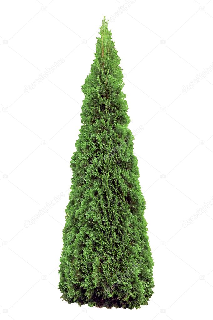 Thuja occidentalis 'Smaragd', Isolated, Evergreen American Arborvitae Occidental Smaragd Wintergreen, Large Detailed Closeup