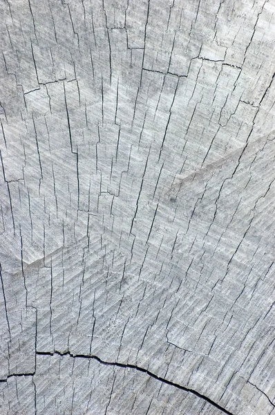 Fondo de textura de corte de tocón de árbol gris envejecido natural grande — Foto de Stock