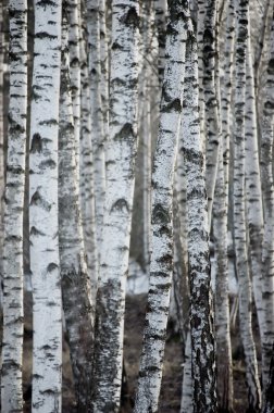 Birch Tree Forest Large Background clipart