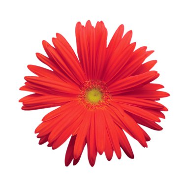 izole kırmızı gerber daisy, makro bakış