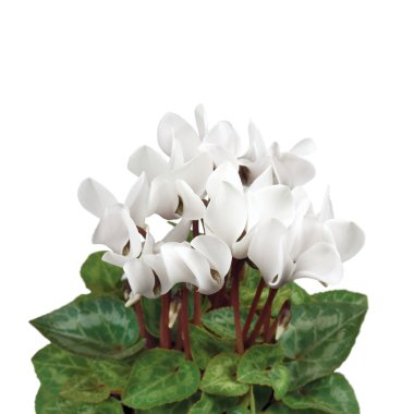 Soft White Cyclamen Closeup, Isolated Macro clipart