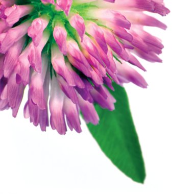 Trifolium pratense Red clover flower and leaves macro on white clipart