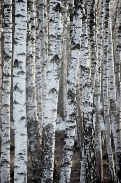Huş ağacı orman büyük arka plan — Stok fotoğraf