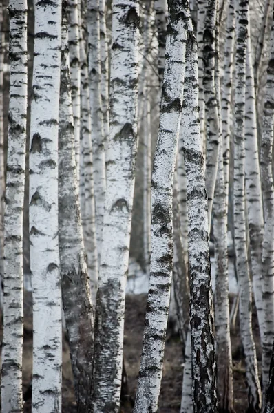 Stock image Birch Tree Forest Large Background