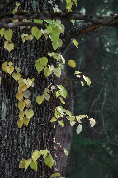 Escalade Creeper sur le vieux tronc en automne — Photo