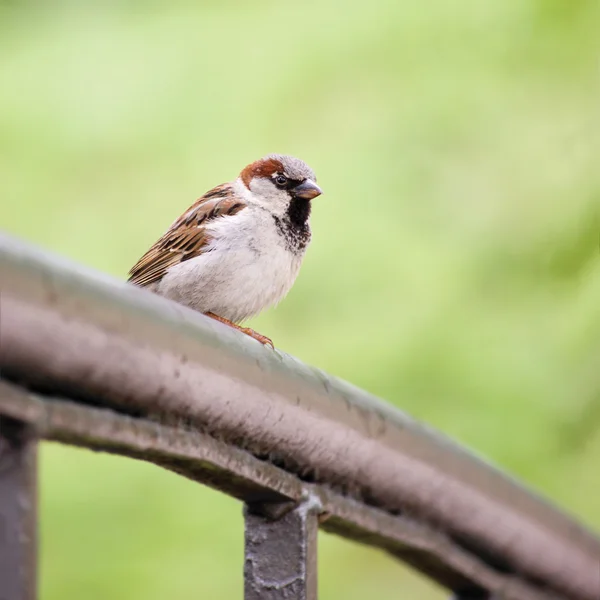 Σπουργίτι πουλί (Passer domesticus) σε σιδηροδρομική γέφυρα Closeup — Φωτογραφία Αρχείου