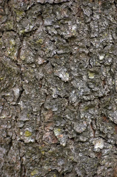 Grungy schors textuur achtergrond, macro close-up — Stockfoto