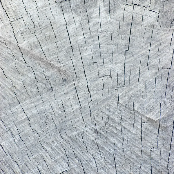 Grande naturale intemperie grigio albero ceppo taglio texture sfondo — Foto Stock
