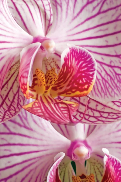 Roze vlinder orchideeën phalaenopsis macro close-up — Stockfoto
