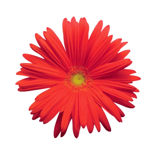 Isolated Red Gerber Daisy, macro closeup — Stock Photo, Image
