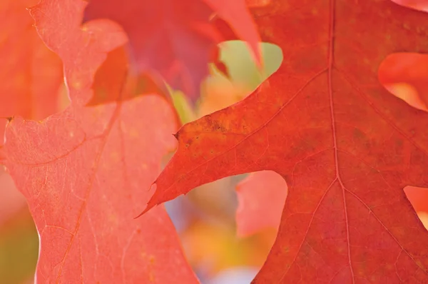 Červeného dubu listí v podzimním, makro detail — Stock fotografie