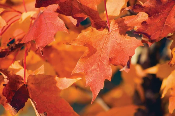 Acer grandidentatum nutt. bigtooth esdoorn close-up in de herfst — Stockfoto