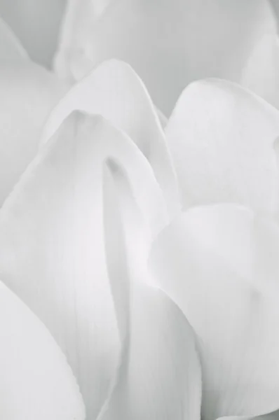Miękkich biały kwiat płatki makro tło zbliżenie — Zdjęcie stockowe