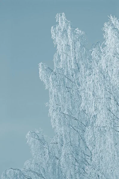 Snöiga Björk filialer i tidig vintermorgon — Stockfoto