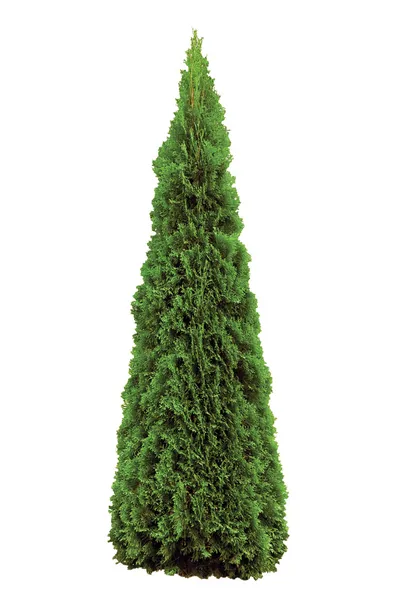 Thuja occidentalis "smaragd", isolerad, Evergreen American Arborvitae Occidental smaragd Wintergreen, stor detaljerad närbild — Stockfoto