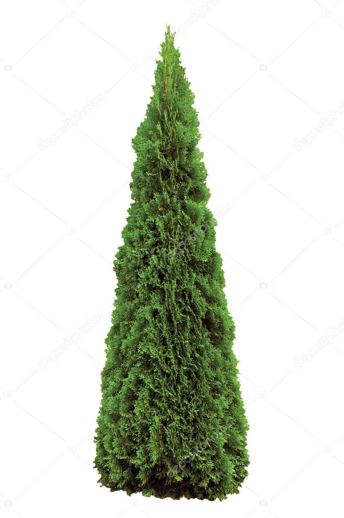 Thuja occidentalis 'Smaragd', Isolated, Evergreen American Arborvitae Occidental Smaragd Wintergreen, Large Detailed Closeup