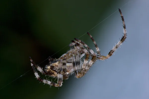 Kerti hálót Szövő pók-makró munka: — Stock Fotó