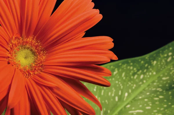 Red gerber daisy and leaf closeup — Stock Photo, Image