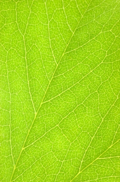 Green Leaf Macro Background Texture Closeup — Stock Photo, Image