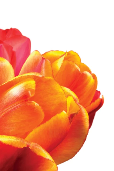 Kwiat: pomarańczowy, czerwony i żółty tulipan płatki zbliżenie, makro na białym tle tulipany — Zdjęcie stockowe