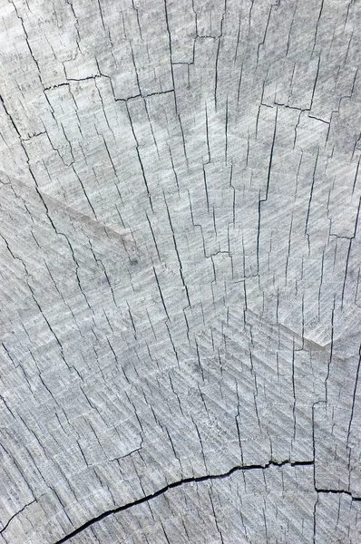 Fondo de textura de corte de tocón de árbol gris envejecido natural grande — Foto de Stock