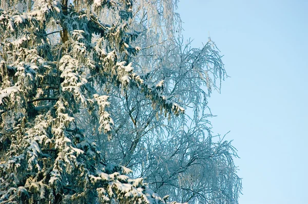 Nova neve em ramos de abeto no início da manhã de inverno — Fotografia de Stock