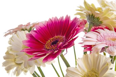 Gerbera