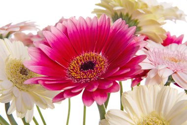 Gerbera