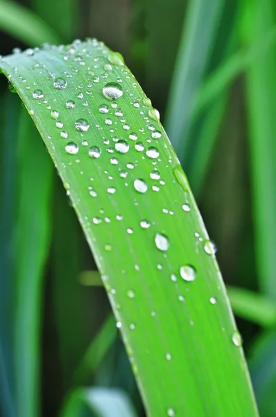 Drops of water on a leaf — Stock Photo, Image