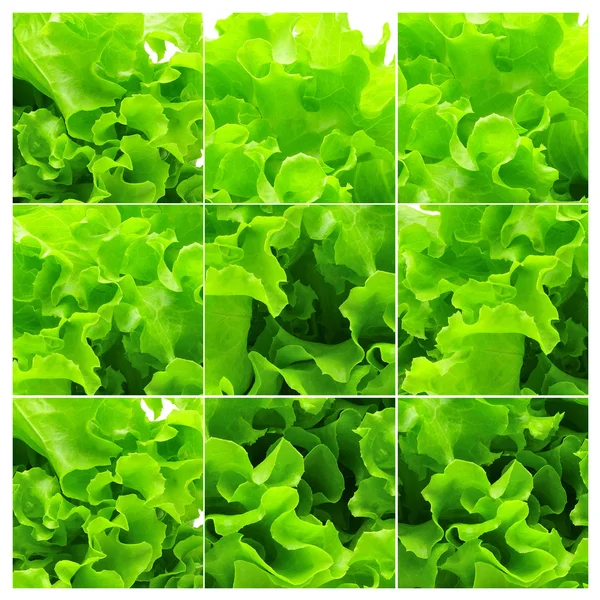 コラージュ グリーン サラダを葉します。 — ストック写真