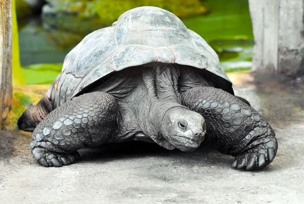 Old giant turtle — Stock Photo, Image