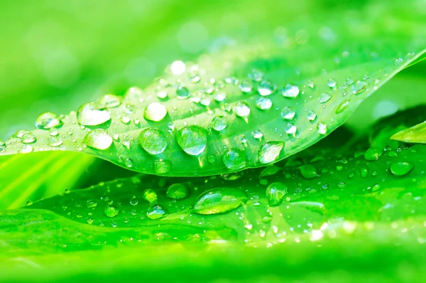 Yeşil bir yaprağın üzerindeki su damlaları