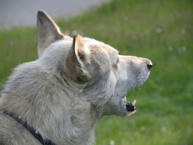 bir ağız, bir profilde portre açan köpek